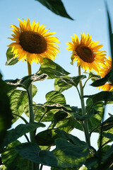 Vast field of sunflowers stretching towards a clear blue sky on a bright summer day.