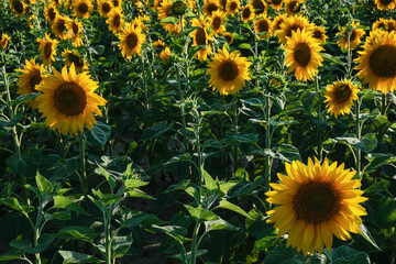 A Stunning and Vibrant Sunflower Field Extensively in Full Bloom Under a Clear Blue Sky
