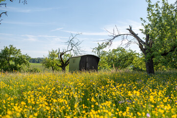 Bunte Blumenwiese im Frühling mit altem Bauwagen und Obstbäumen