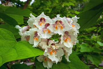 Flowers on branches Catalpa, commonly also called catawba, is a genus of flowering plants. Macro photo of a deciduous tree in bloom