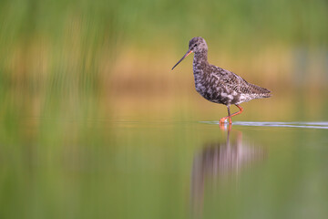 Dunkelwasserläufer (Tringa erythropus) spotted redshank