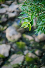 Vibrant green leaves of a tree branch gracefully hang over a blurred background of rocks and water.