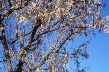 tree branches against blue sky