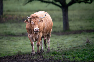  Braune Limousin-Rind auf grüner Weide