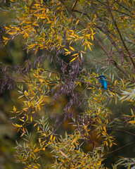Blauer Eisvogel auf einem Ast mit Herbstblättern