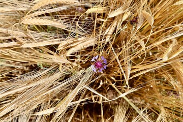 Golden wheat blossom. Cactus dry landscape. High quality photo