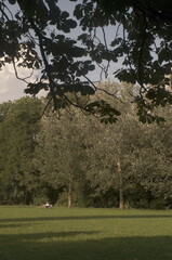 trees in the park