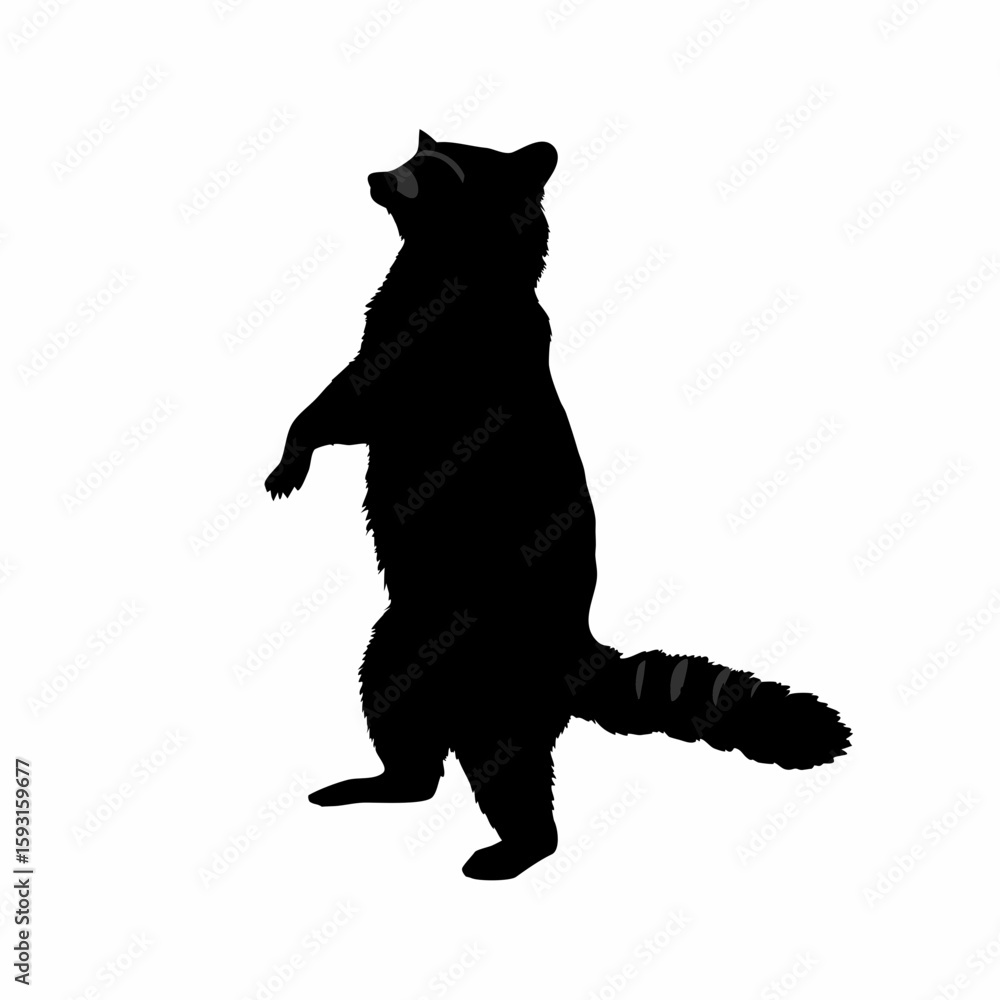 Poster silhouette of a raccoon standing upright looking up with a striped tail on a white background image 