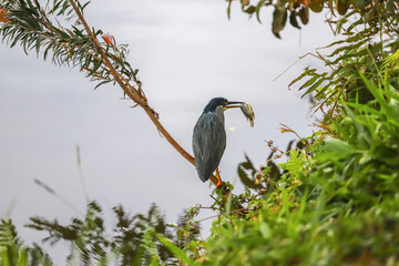 A striated heron (little heron) with dark plumage is perched on a branch over the water, holding a fish in its beak, with vegetation and reflections in the surrounding water.