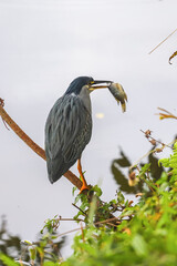 A striated heron (little heron) with dark plumage is perched on a branch over the water, holding a fish in its beak, with vegetation and reflections in the surrounding water.