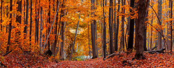 Panoramic view of Maybury state park with tall colorful Maple trees in Novi, Michigan during autumn...