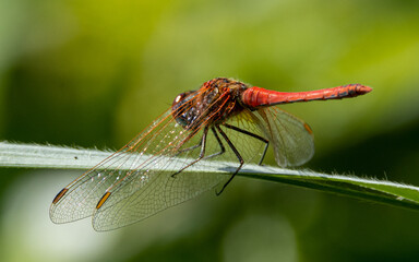 Ruddy darter. English dragonfly on a reed.