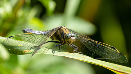 dragonfly on a green leaf. Macro face image of a scarce chaser