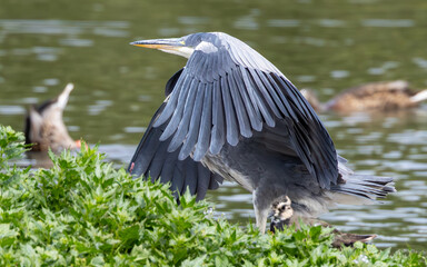 Grey heron cowling. Unusual pose.