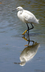 A little egret stalking prey. small member of the heron family.