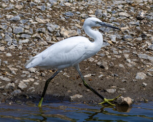 A little egret stalking prey. small member of the heron family.