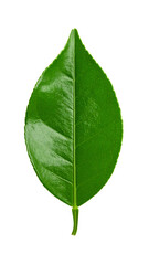 Obraz premium Vibrant Green Leaf Isolated on Transparent Background