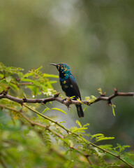 Purple sunbird sitting on the thorny tree branch 