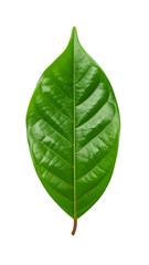 Obraz premium Single green leaf with transparent background showing its veins