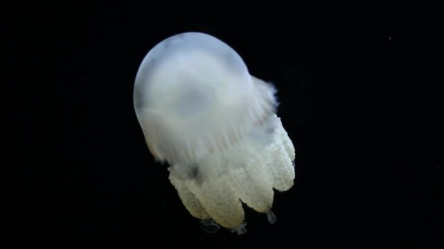 Catostylus tagi Jellyfish &ndash; 4K Underwater Footage of Coastal Species