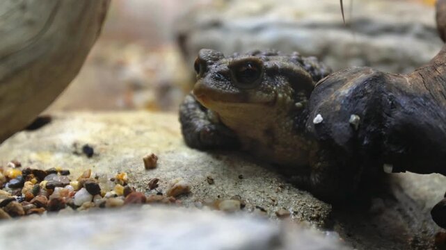 Natterjack Toad (Epidalea calamita) &ndash; 4K Close-Up of Rare European Amphibian