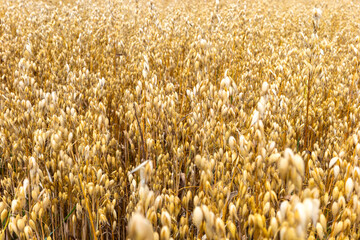 Golden barley ears. Grains ready for harvest. Photo taken on a sunny day.