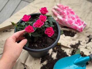 Planting of vibrant pink decorative roses balcony flowers in flower pot in balcony garden close up