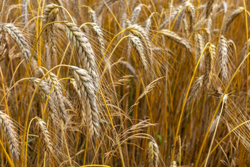 Golden triticale ears. Grains ready for harvest. Photo taken on a sunny day.