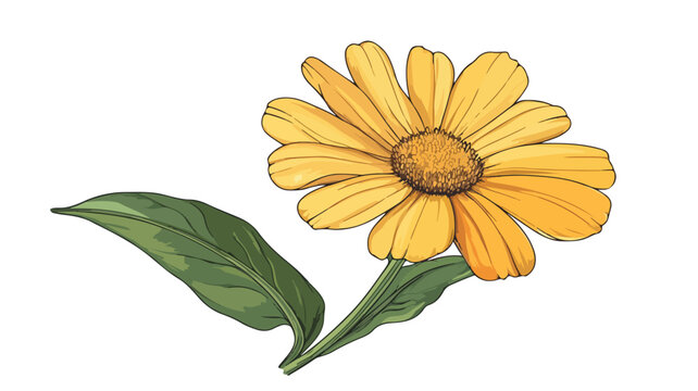 Calendula Flower Petal Plant Art Print