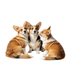 Obraz premium Three adorable corgi dogs pose together, showcasing their charming expressions and beautiful coats in a delightful composition.