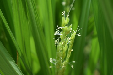 白く小さい イネの花