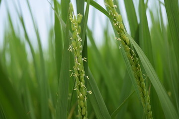 白く小さい イネの花