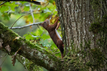 Rotes Eichhörnchen klettert an bemoostem Baumstamm im Wald empor