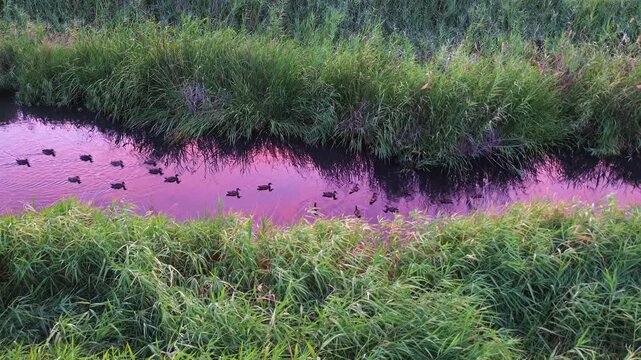 PATOS EN RIO AL ATARDECER, REFLEJANDOSE EL CIELO DE NUBES