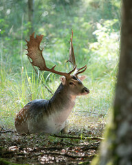 Damhirsch mit Schaufelgeweih liegt im Sonnenlicht des Waldes