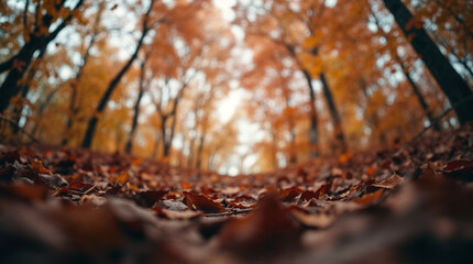 Autumn background with leaves and trees, low angle shot with a shallow depth of field