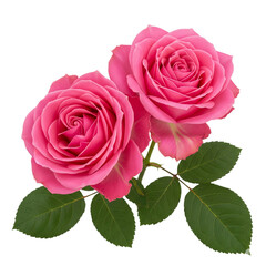 Two beautiful pink roses bloom with vibrant green leaves, perfect for floral designs and romantic themes.