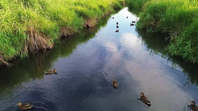 PATOS EN RIO REFLEJANDOSE EL CIELO DE NUBES