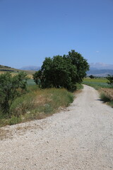 Country road tree .dirt road, country road. Golden wheat field. High quality photo