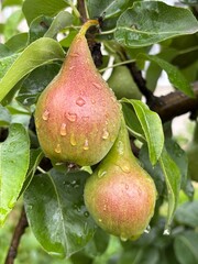pear on tree