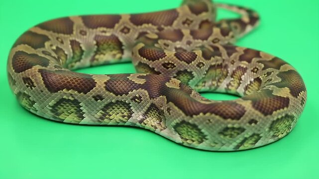 Moluccan Python Simalia Clastolepis Coiling in Realistic 3D Animation Isolated on Green Screen