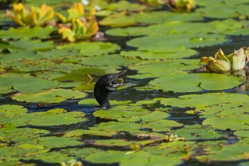 Naklejka premium Cormorant Among Lily Pads in Wetland