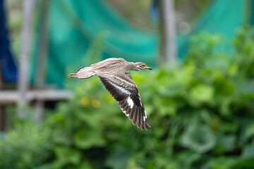 Bird in Flight with Blurred Foliage Background
