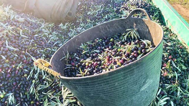 RECOGIDA DE ACEITUNAS EN ESPA&Ntilde;A