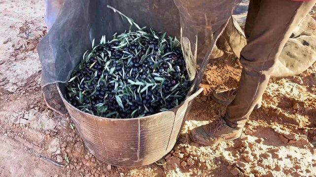 RECOGIDA DE ACEITUNAS EN ESPA&Ntilde;A