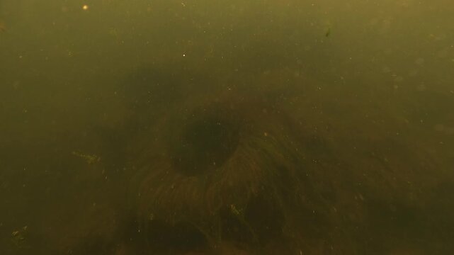 Two views of a tire covered in green algae lying on the Dordogne Riverbed, France. Nature slowly adapts to plastic intrusion. Static shots. Check my portfolio for more pollution footage.