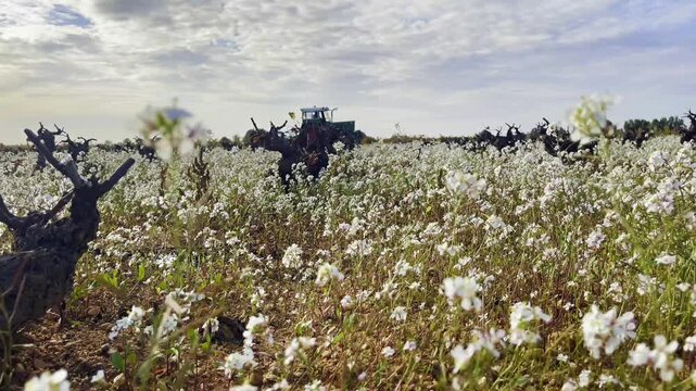 TRACTOR ARANDO VI&Ntilde;EDO EN ESPA&Ntilde;A