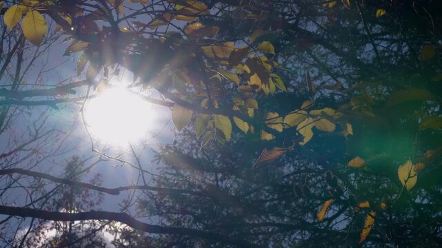 Bright sunlight shining through autumn leaves on a windy day