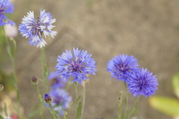 Blaue leuchtende Kornblumen im Sommer, Centaurea cyanus