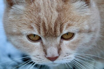 Close-up of a ginger cat's face with amber eyes.